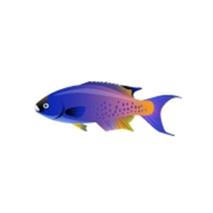 Creole Wrasse